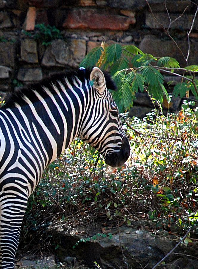 Zebra Portrait Photograph by Kenny Glover