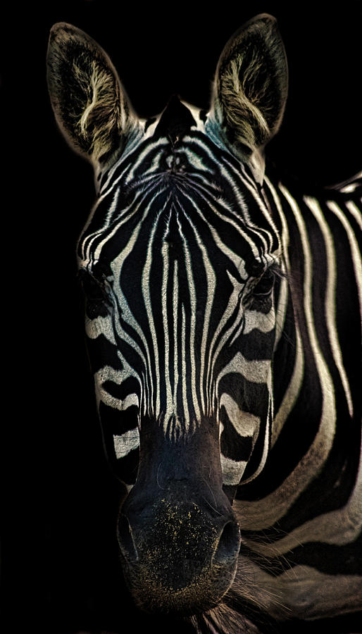 Wildlife Photograph - Zebra Portrait by Martin Newman