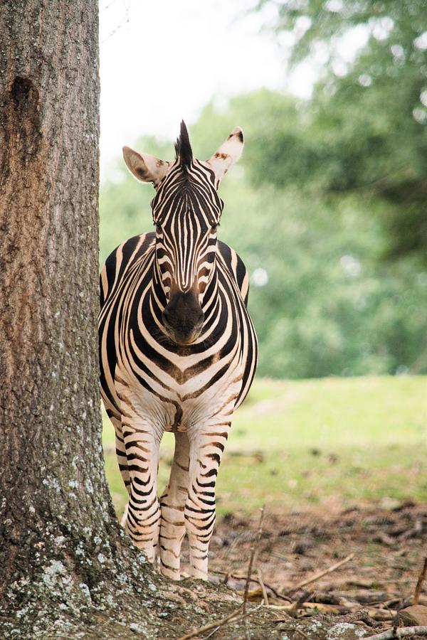 Zebra Photograph - Zebra Portrait by Mary Ann Artz