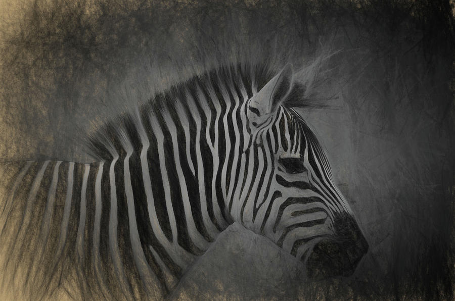 Zebra Portrait Photo Sketch Photograph by Artful Imagery