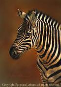 Zebra Painting - Zebra Portrait by Rebecca Latham Zebra Painting - Zebra Portrait by Rebecca Latham