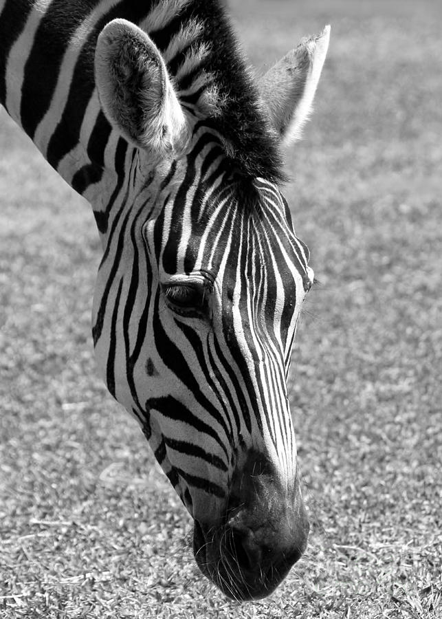 Zebra Portrait Photograph by Sabrina L Ryan