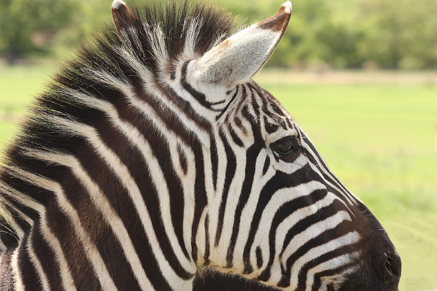 Zebra Portrait Photograph by Sheila Brown