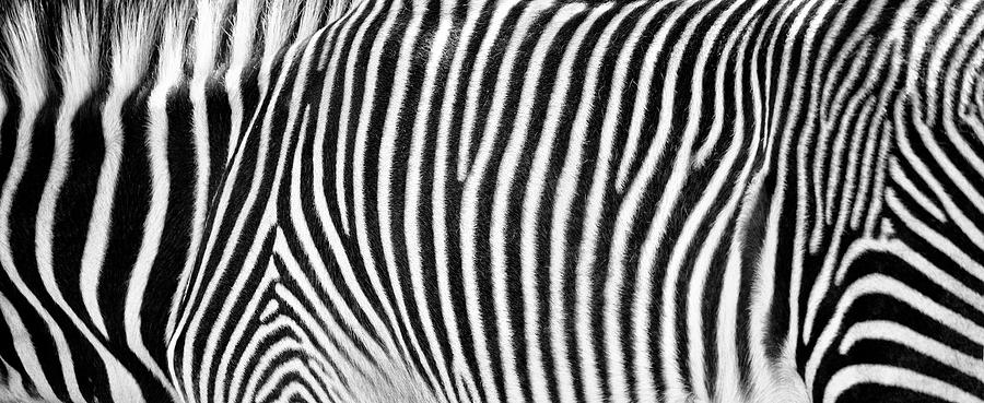 Zebra Print Black and White Horizontal Crop Photograph by Good Focused