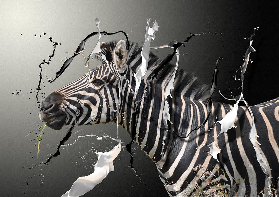 Zebra profile Photograph by Caryn Fisher - Fine Art America