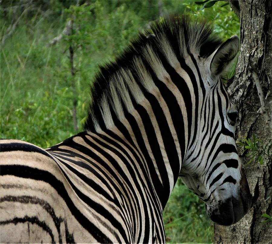 Zebra Profile Photograph by Vijay Sharon Govender