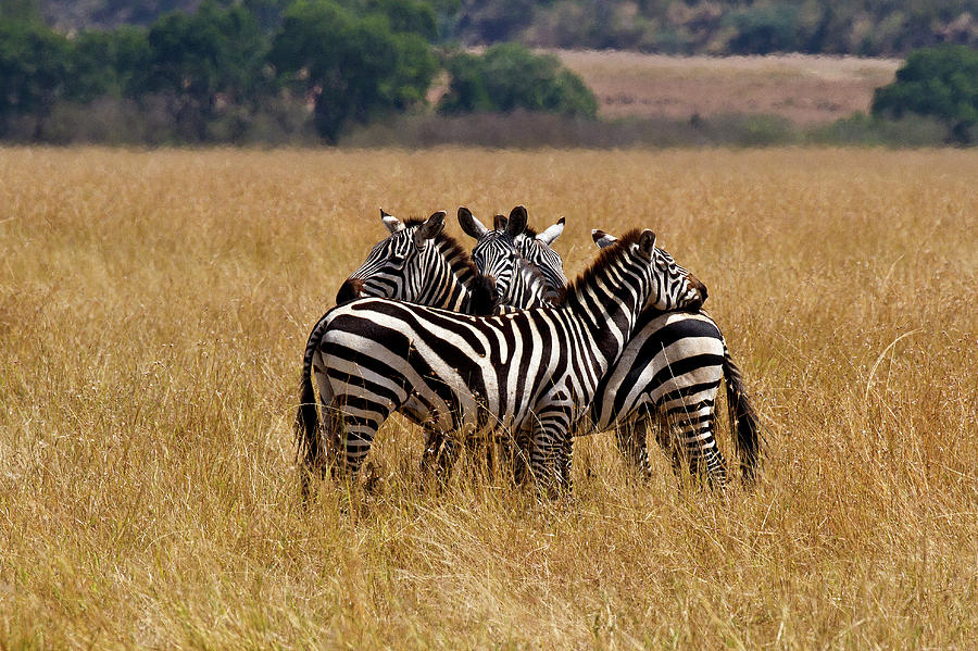 Zebra Protect Each Other Photograph by Chung Fine Art America