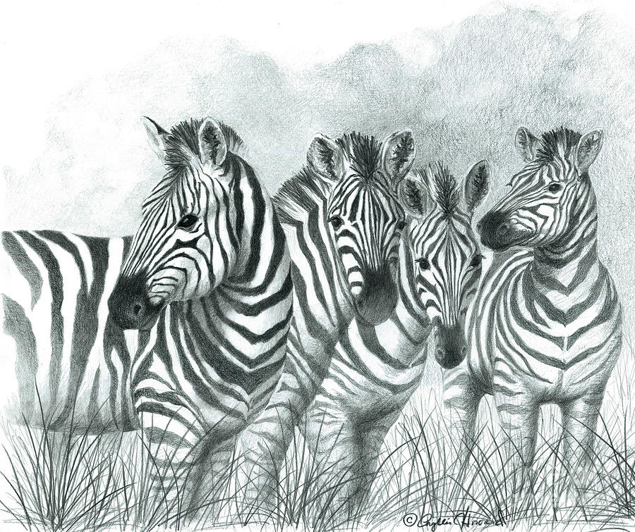 Zebra Quartet Drawing by Phyllis Howard