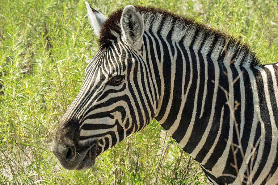 Zebra Photograph by Randy Green