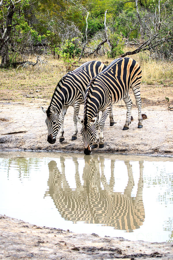 Zebra Reflections  Photograph by Jennifer Ludlum