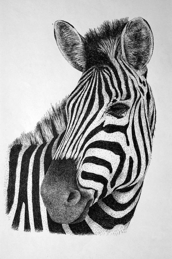 Zebra Drawing by Rens Ink Fine Art America