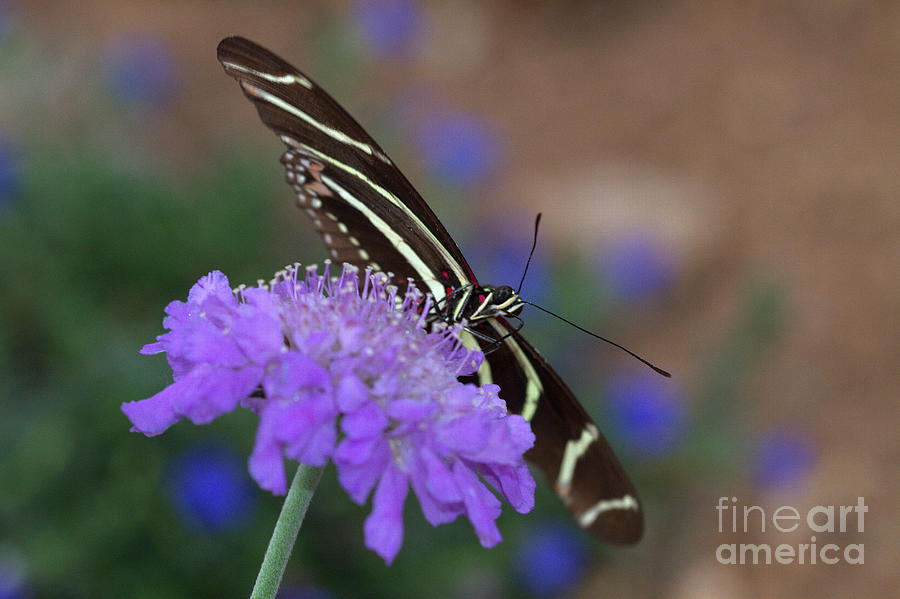Zebra Butterfly rests on purple Photograph by Ruth Jolly