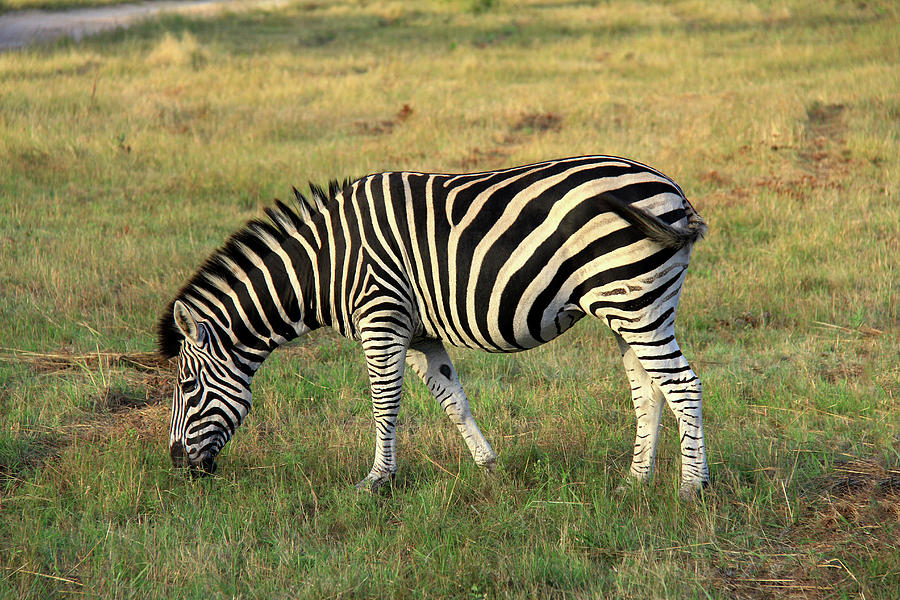 Zebra Photograph by Richard Krebs