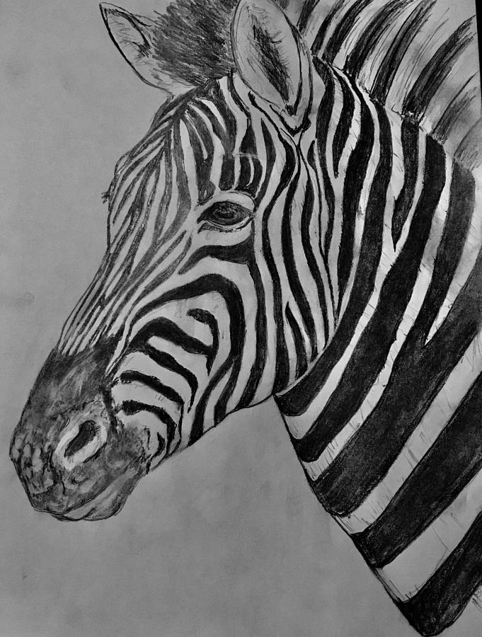 Zebra Drawing by Robert Polley - Fine Art America