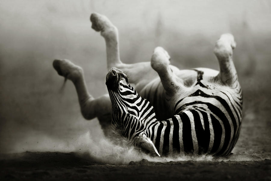 Zebra Photograph - Zebra rolling by Johan Swanepoel