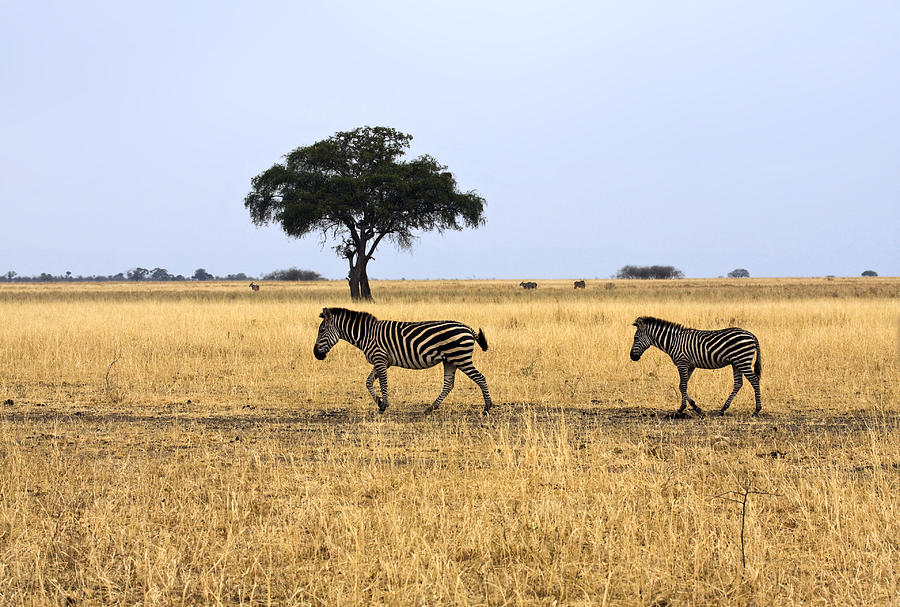 Zebra Scene Photograph by Sally Weigand