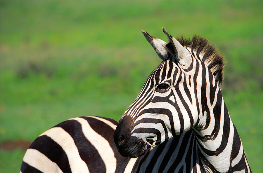 Zebra Photograph - Zebra by Sebastian Musial