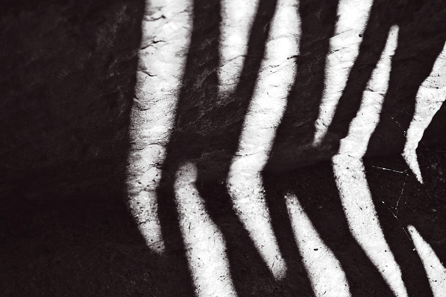 Zebra Shadows Photograph by Tinto Designs