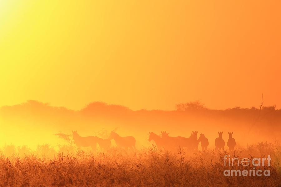 Sunset Photograph - Zebra Silhouette - Skies of Golden Light by Andries Alberts