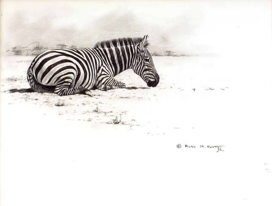 Zebra Sketch Painting by Alan M Hunt