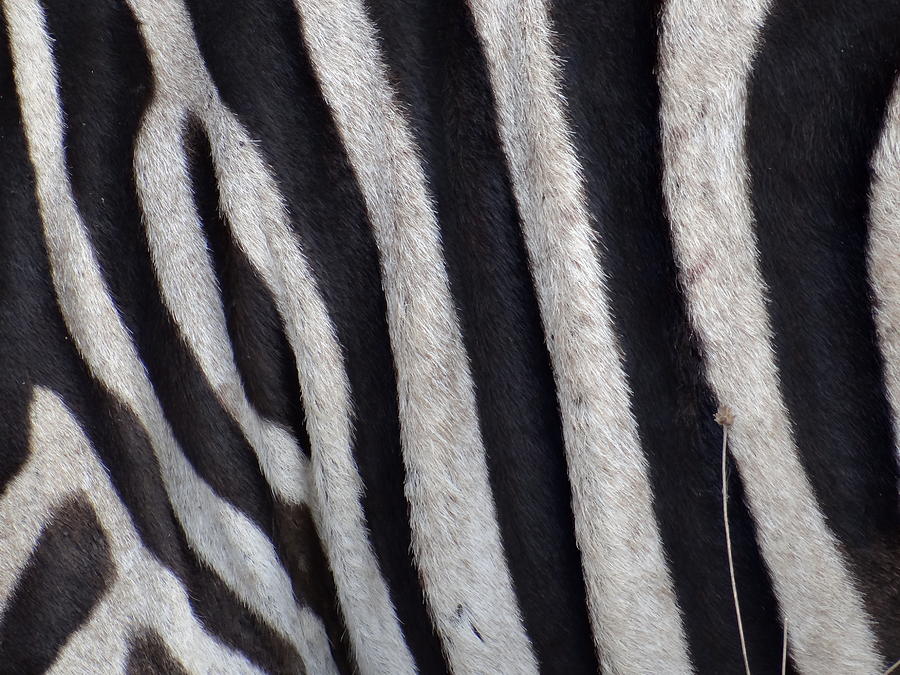Up Movie Photograph - Zebra skin closeup by Exploramum Exploramum