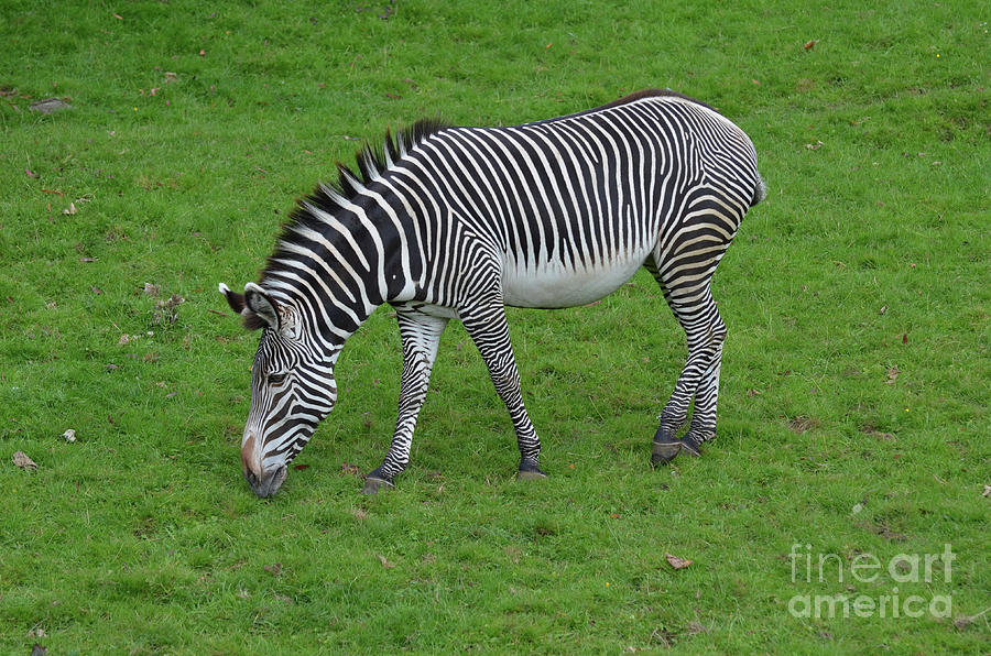 Zebra Snacking in a Grass Field  Photograph by DejaVu Designs