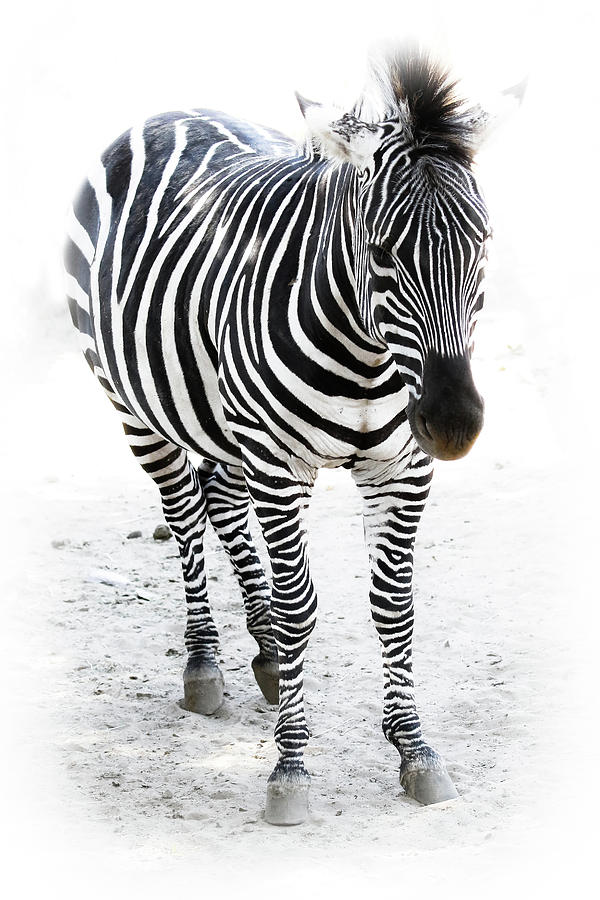Zebra Striped Photograph by Athena Mckinzie