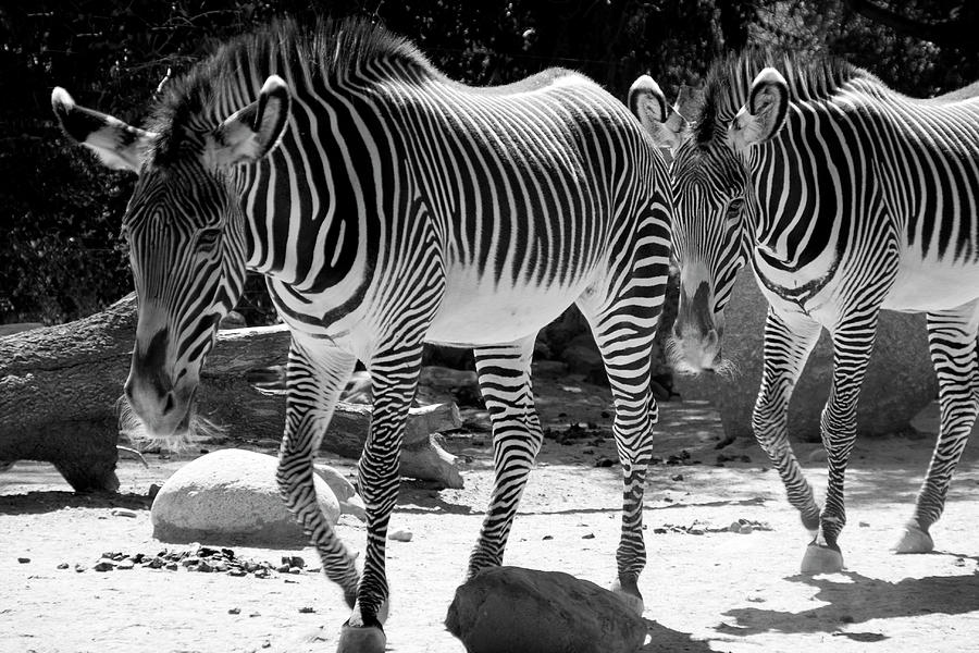 Zebra Stripes Photograph by Aidan Moran