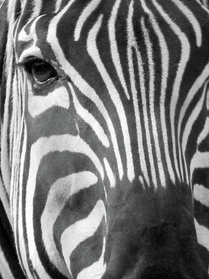 Zebra - Stripes - BW Photograph by Pamela Critchlow