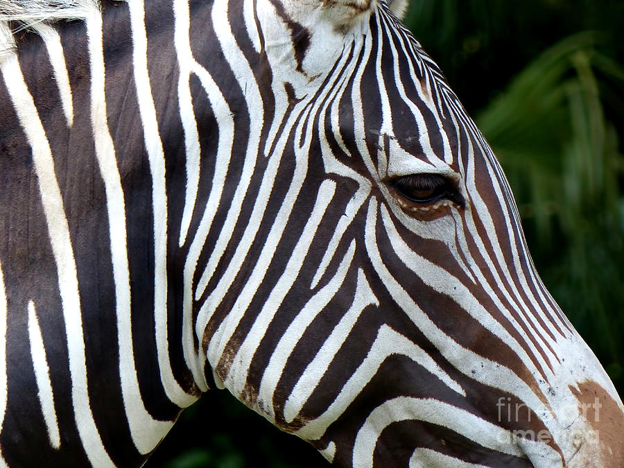 Zebra Stripes Photograph