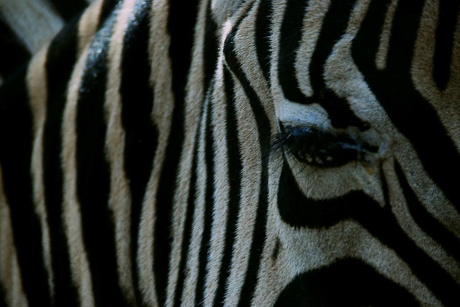 Zebra Stripes Photograph by Eric Tressler
