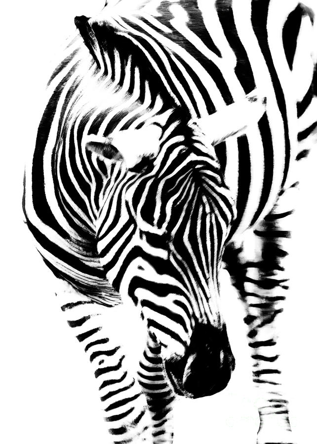 Zebra Stripes Photograph by Hal Halli - Fine Art America