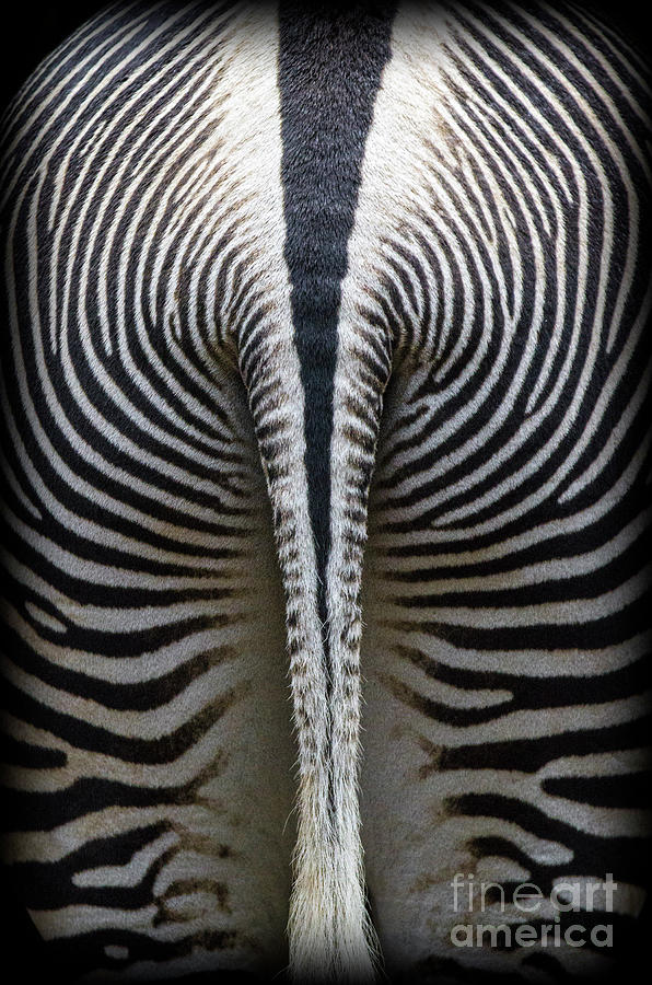 Zebra Photograph - Zebra Stripes by Heiko Koehrer-Wagner