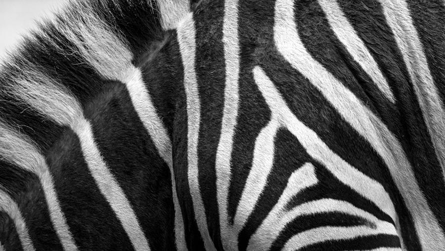 Zebra Stripes Photograph by Racheal Christian