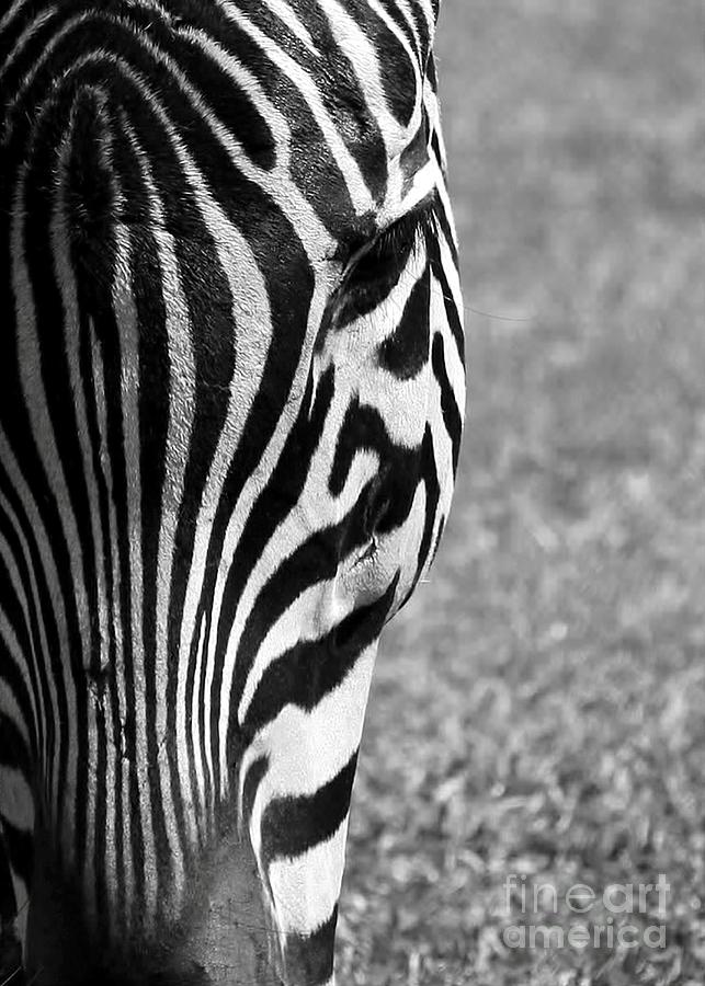 Zebra Stripes Photograph by Sabrina L Ryan
