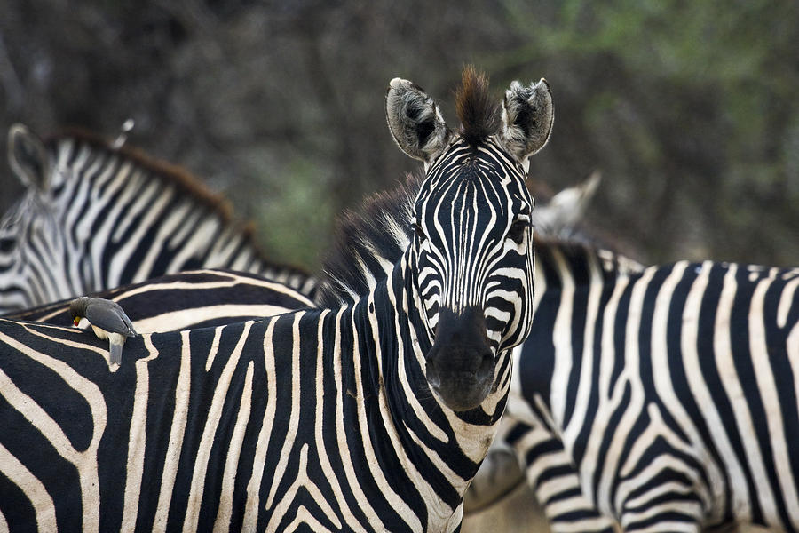 Zebra Stripes Photograph by Sally Weigand