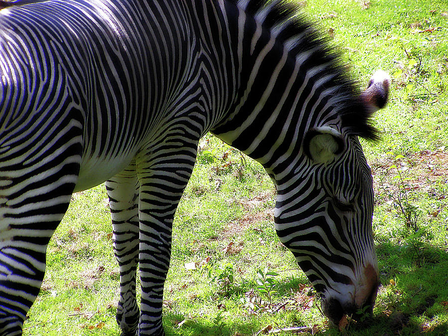 Zebra Stripes Photograph by Scott Hovind