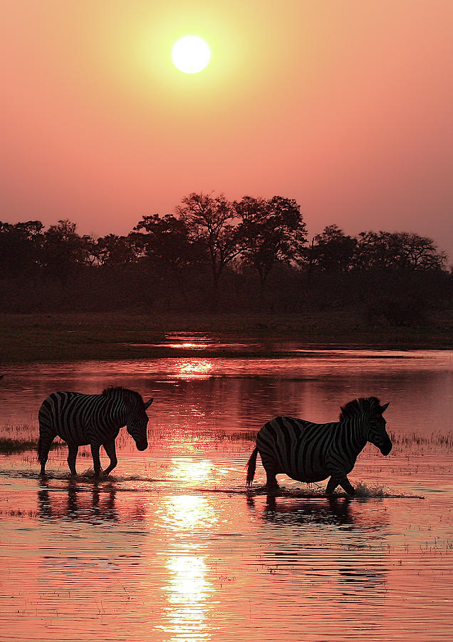 Zebra  Sunset Vertical Photograph by Kay Brewer