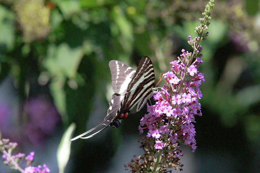 Black And White Photograph - Zebra Swallowtail 1 by Pete Federico Black And White Photograph - Zebra Swallowtail 1 by Pete Federico