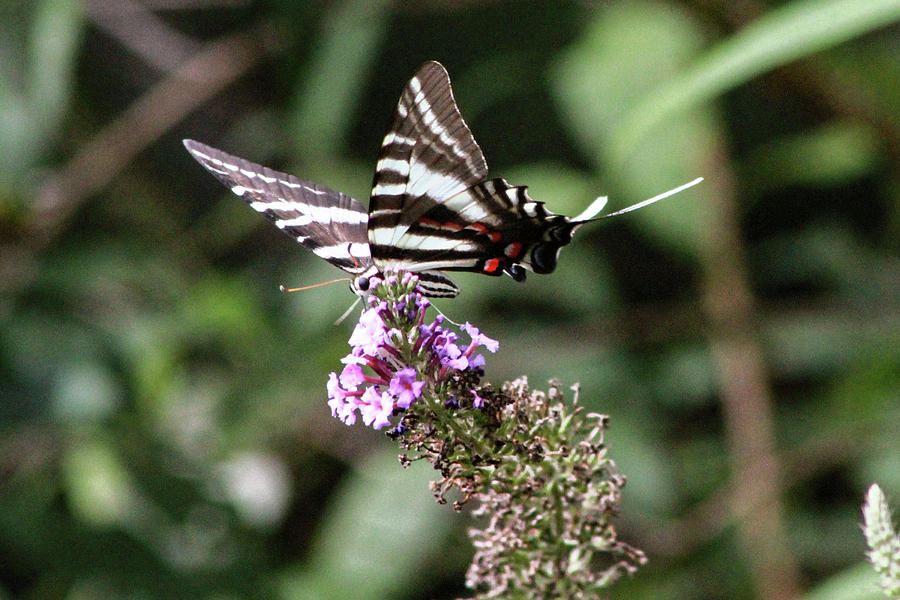 Black And White Photograph - Zebra Swallowtail 2 by Pete Federico Black And White Photograph - Zebra Swallowtail 2 by Pete Federico