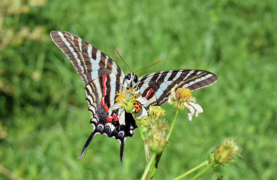Zebra Swallowtail and Ladybug Photograph by Larah McElroy