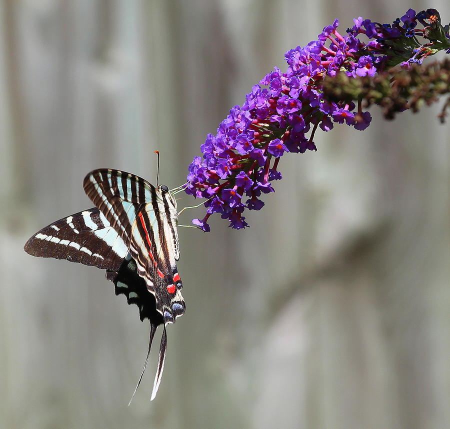 Zebra Swallowtail Butterfly 2 Photograph by Shannon Louder