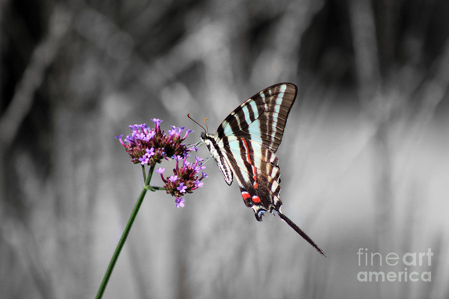 Zebra Swallowtail Butterfly and Stripes Photograph by Karen Adams