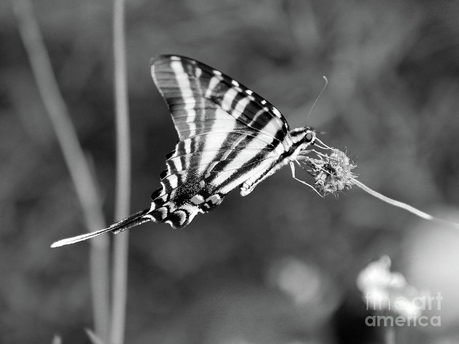 Zebra Swallowtail Butterfly Black and White Photograph by Karen Adams