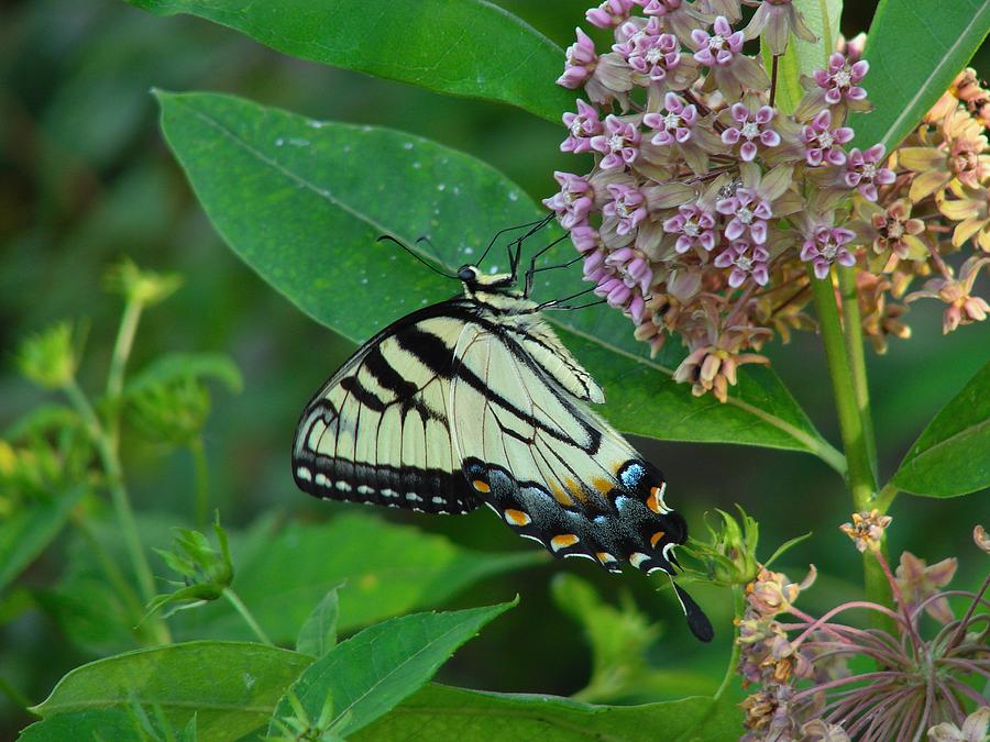 Eastern Swallowtail Butterfly Photograph by Carl Moore