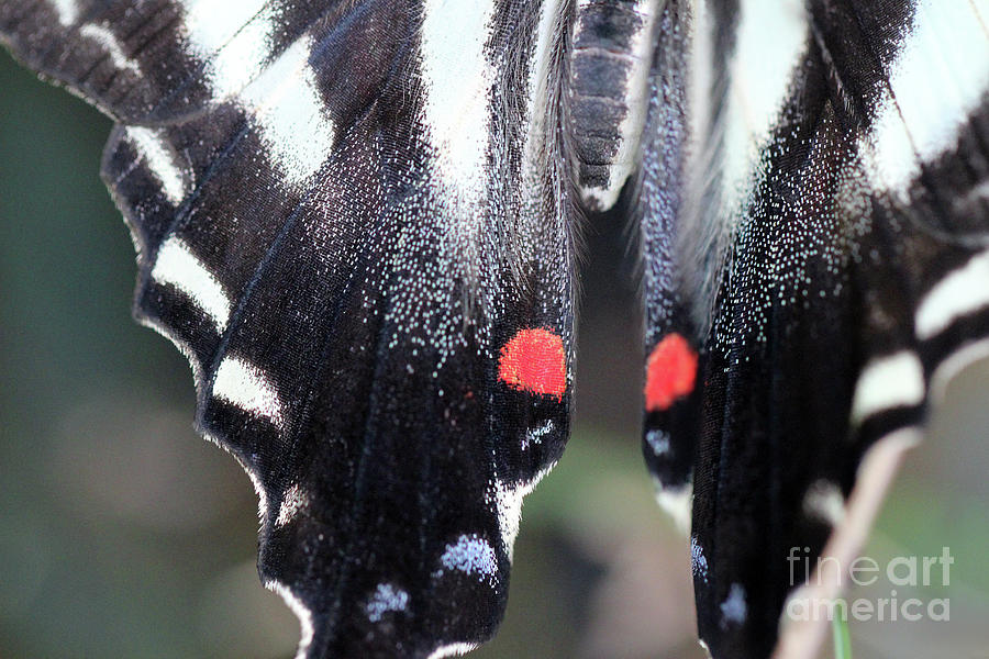 Zebra Swallowtail Butterfly Dorsal Close-up Photograph by Karen Adams