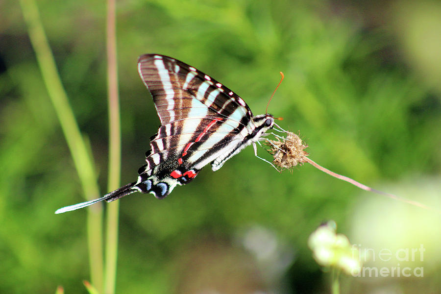 Zebra Swallowtail Butterfly in Garden 2016 Photograph by Karen Adams