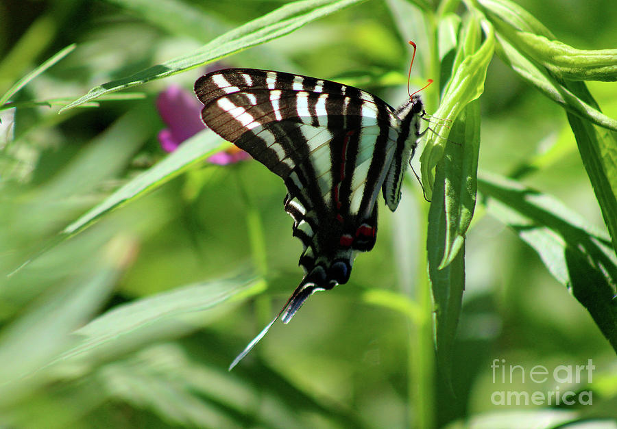 Zebra Swallowtail Butterfly in Green Photograph by Karen Adams
