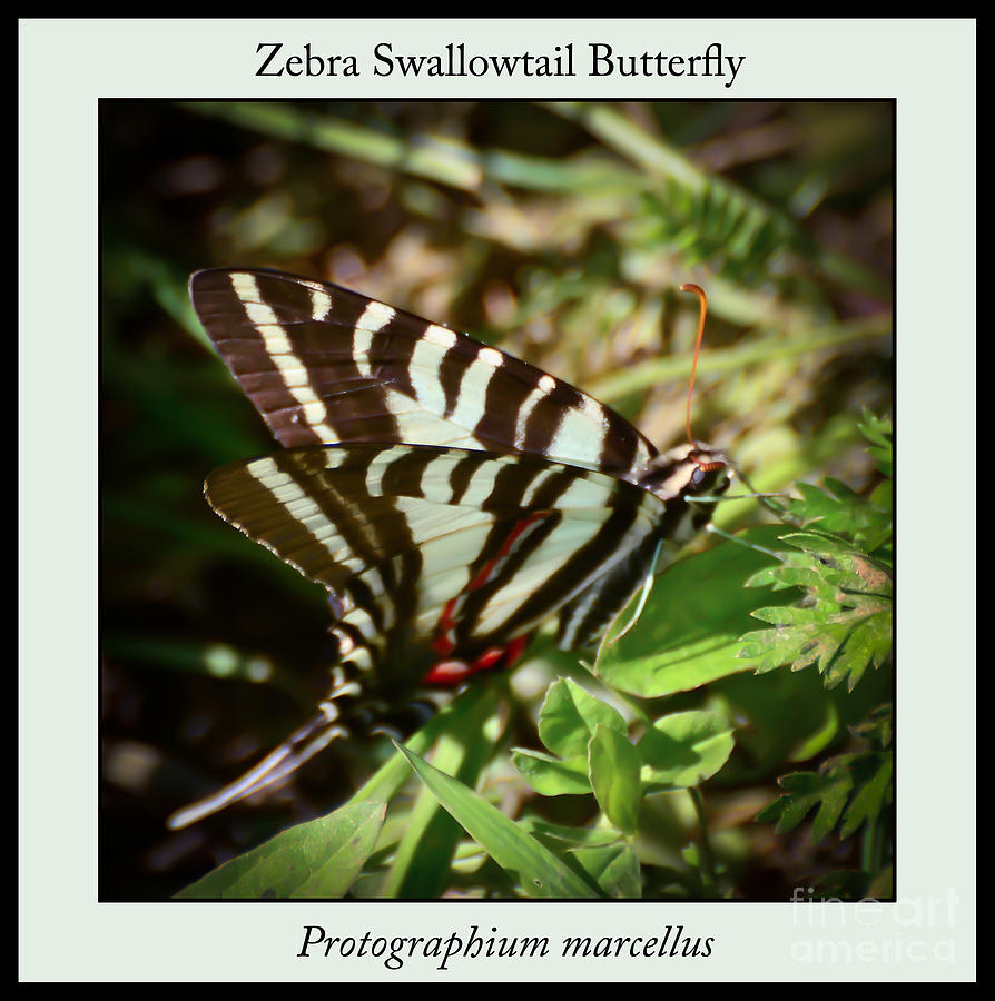 Zebra Swallowtail Butterfly Photograph by Kerri Farley