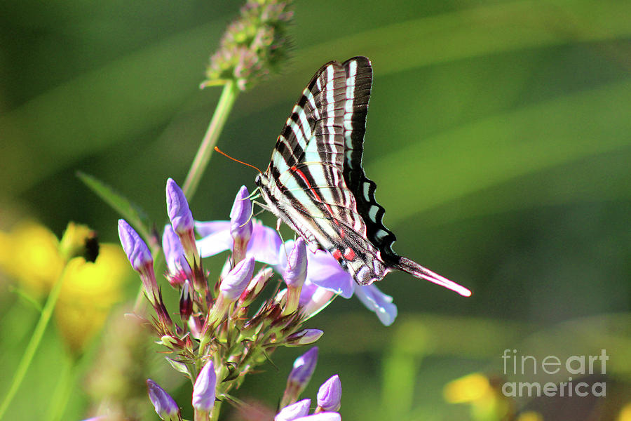 Zebra Swallowtail Butterfly on Phlox Photograph by Karen Adams